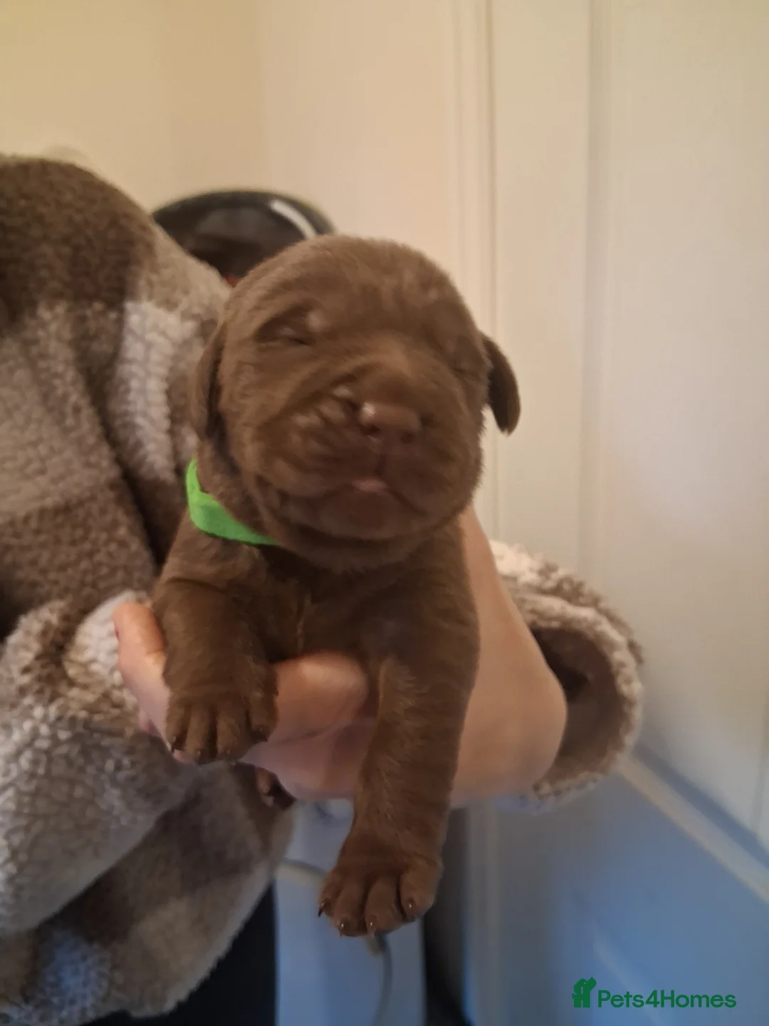 Labrador Retriever dogs for sale: *1 LEFT!* LABRADOR PUPPIES! - Advert 20