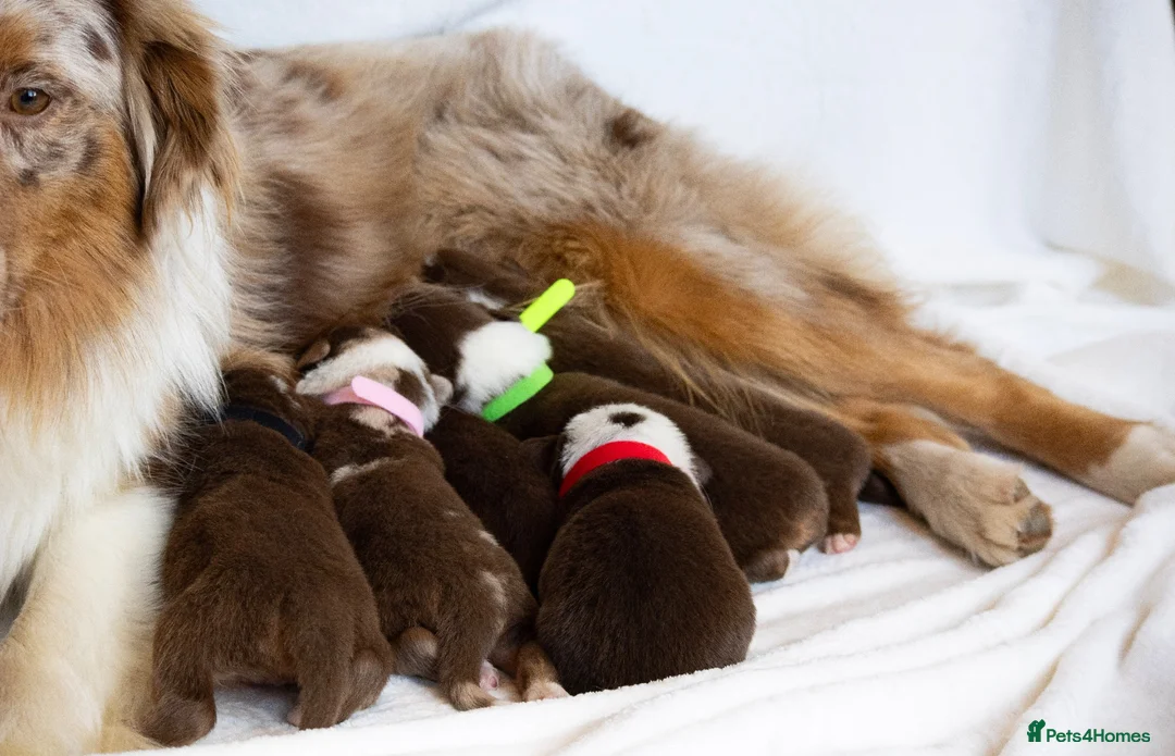 Australian Shepherd dogs for sale: KC registered Australian shepherd  - Advert 25