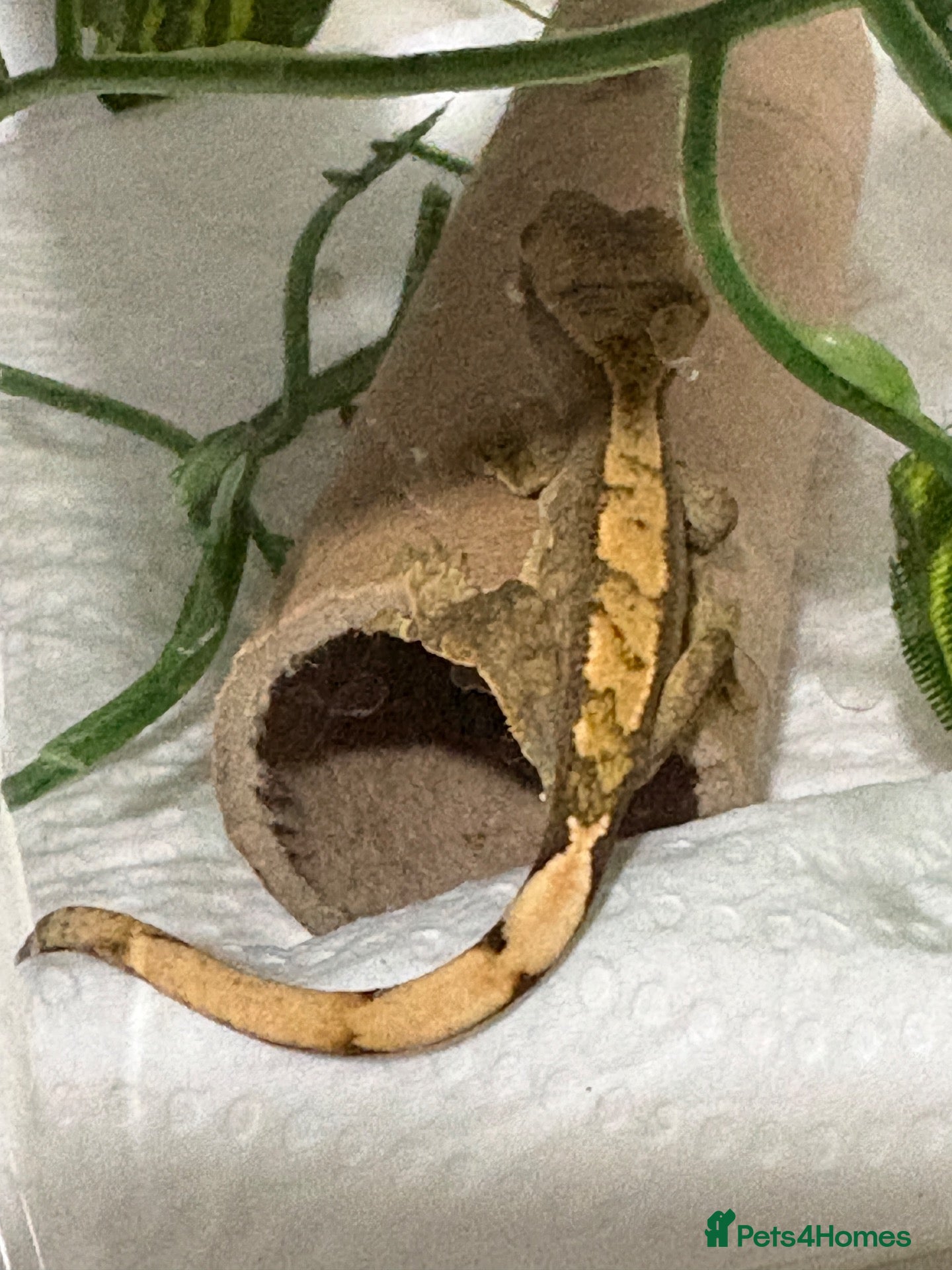 Gecko reptiles Crested Gecko babies for sale  - Advert 22