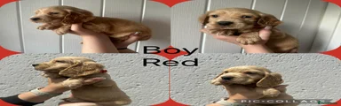 Cocker Spaniel Puppy red