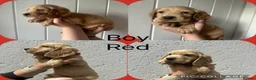 Cocker Spaniel dogs for sale: Cocker spaniel puppies  - Advert 19