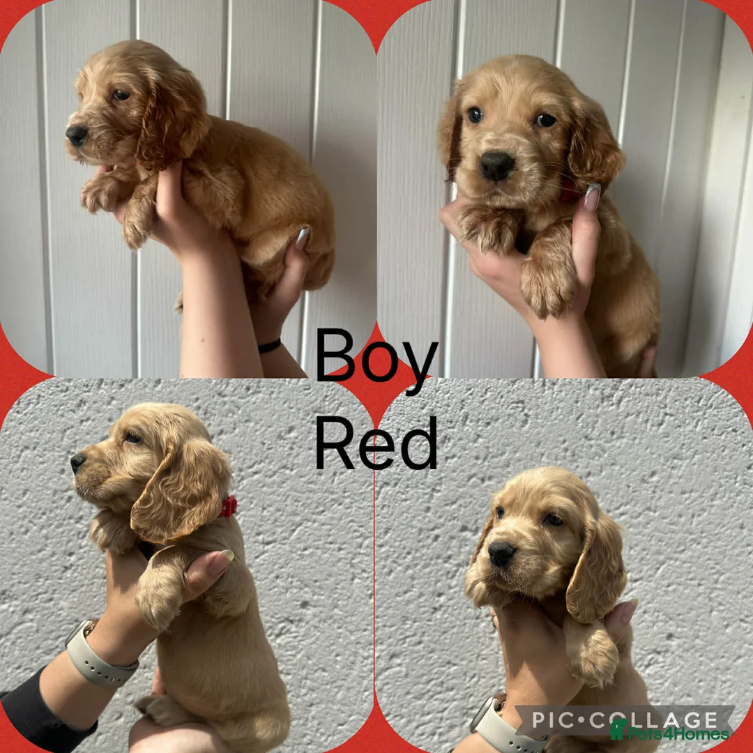 Cocker Spaniel dogs for sale: Cocker spaniel puppies  - Advert 19