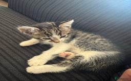 Aegean cats for sale: 2 boys and 1 girl - Rare Aegan Kittens  - Image 1