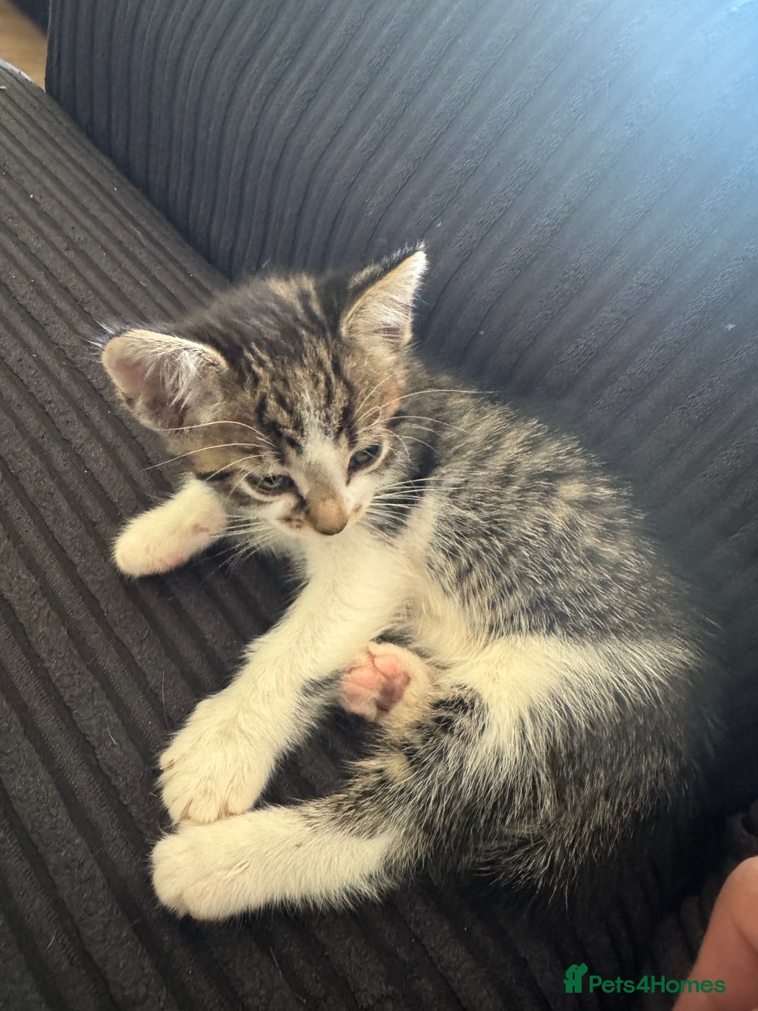 Aegean cats for sale: 2 boys and 1 girl - Rare Aegan Kittens  - Image 1