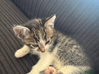 Aegean cats - Advert 1