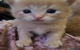 Ragdoll cats for sale: Ragdoll kittens - Image 5