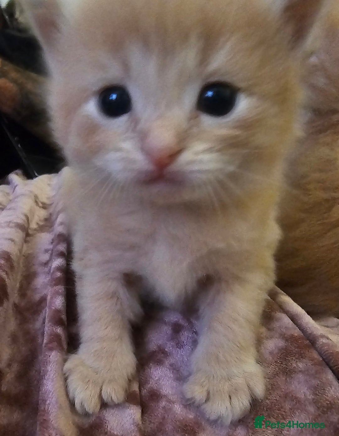 Ragdoll cats for sale: Ragdoll kittens - Image 5