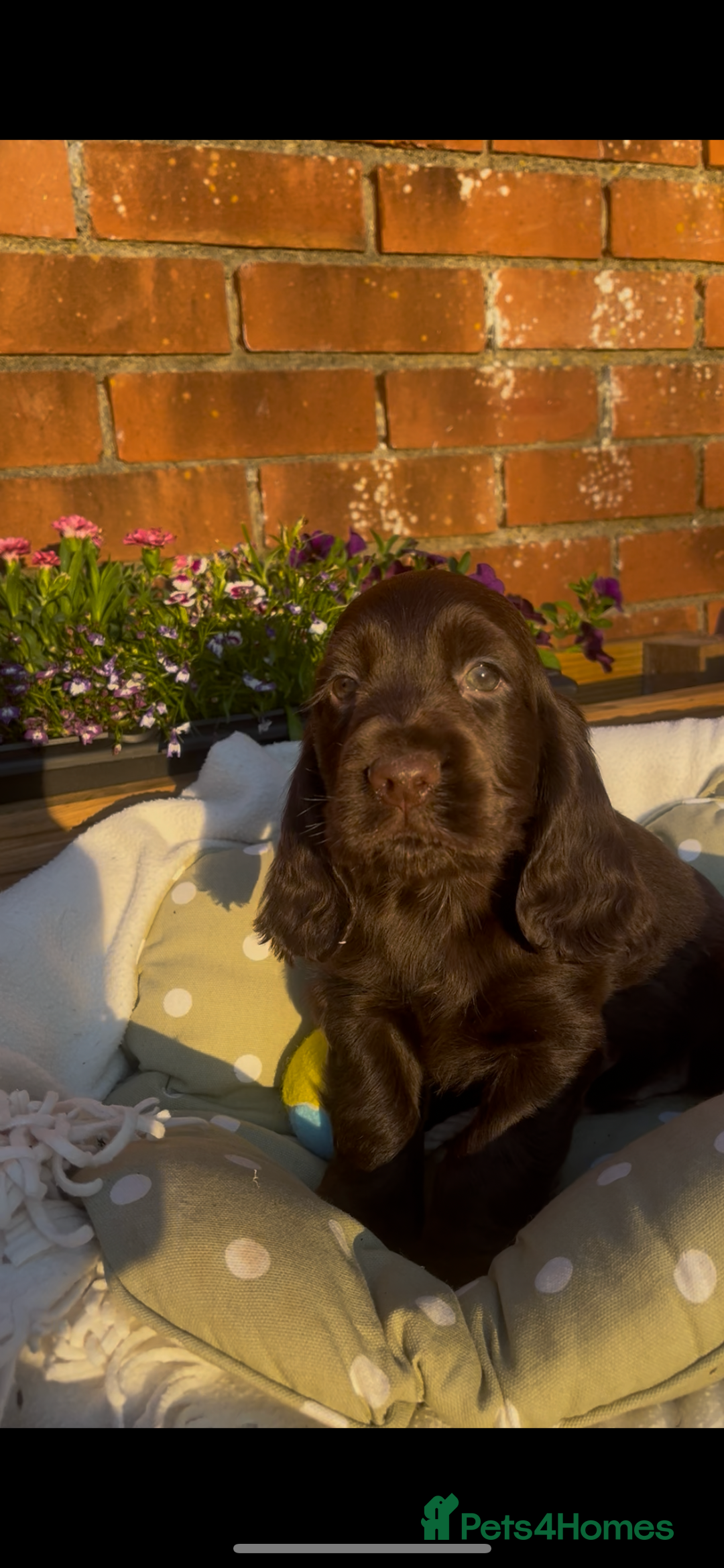 Cocker Spaniel dogs for sale: 🌟Gorgeous 100% show type cocker spaniel puppies🌟 - Image 8