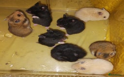 Hamster rodents for sale: Beautiful male and female Syrian hamsters  - Image 5