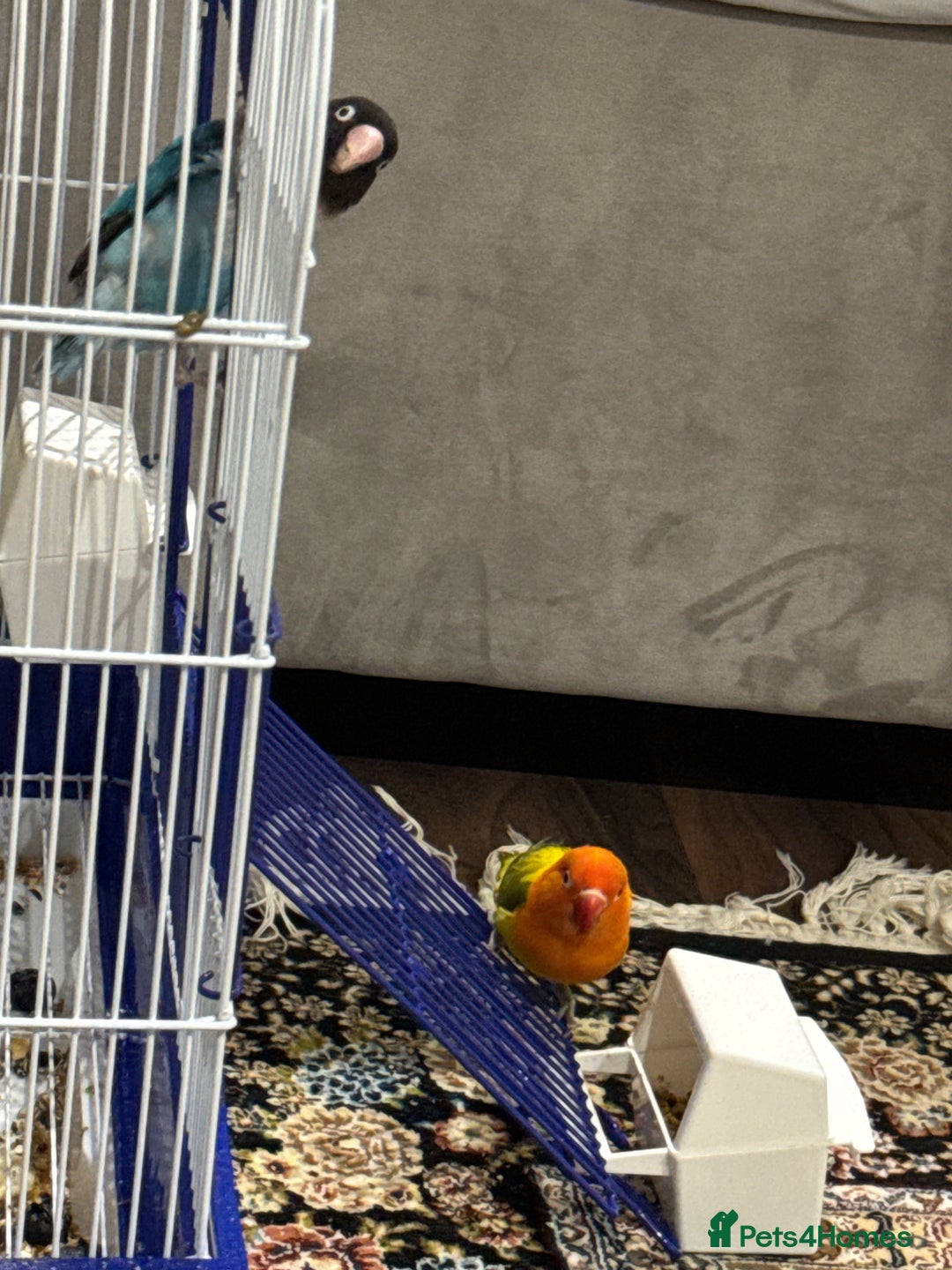 Lovebirds birds for sale: Love bird couple blue(female) orange(male) - Advert 2
