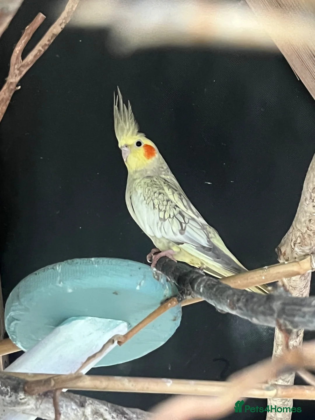 Budgerigars birds for sale: Outdoor Aviary Birds in Bognor Regis - Advert 1