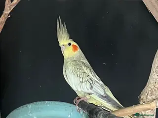 Budgerigars birds Outdoor Aviary Birds - Advert 11