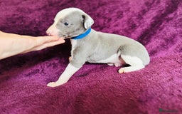 Whippet dogs for sale: All found homes-Beautiful Blue and White Parti BOY - Image 15