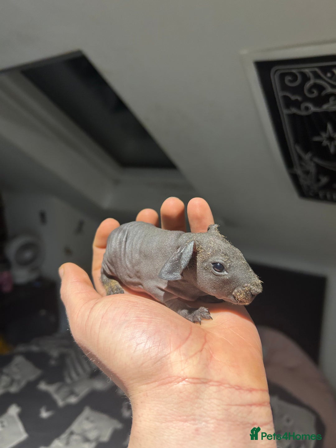 Guinea Pig rodents for sale: Pedigree baby skinny pigs - Advert 4