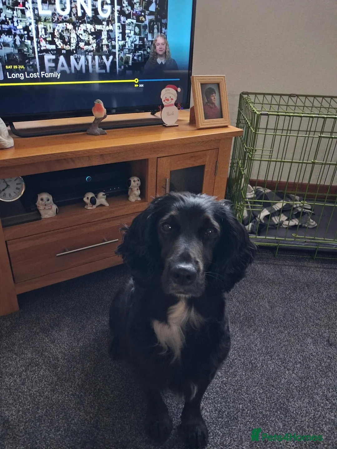 Cocker Spaniel dogs for sale: 3 Cocker Spaniels for sale in Peterhead - Advert 2