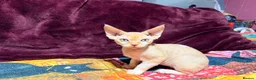 Devon Rex cats for sale: Stunning, cheeky GCCF reg Devon Male - Advert 9
