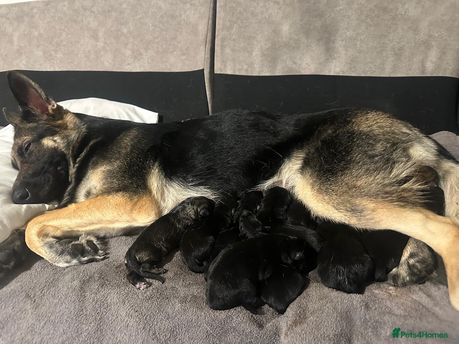 German Shepherd dogs Lovely shepherds  - Advert 1