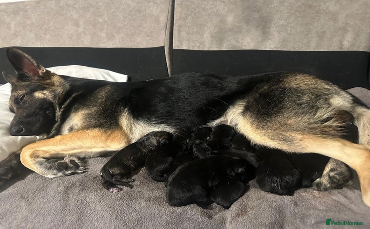 German Shepherd dogs Lovely shepherds  - Advert 1