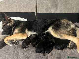 German Shepherd dogs Lovely shepherds - Advert 13