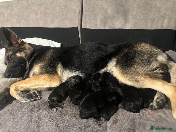 German Shepherd dogs Lovely shepherds - Advert 1