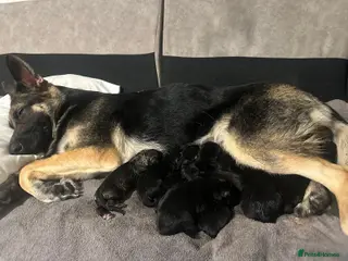 German Shepherd dogs Lovely shepherds - Advert 11