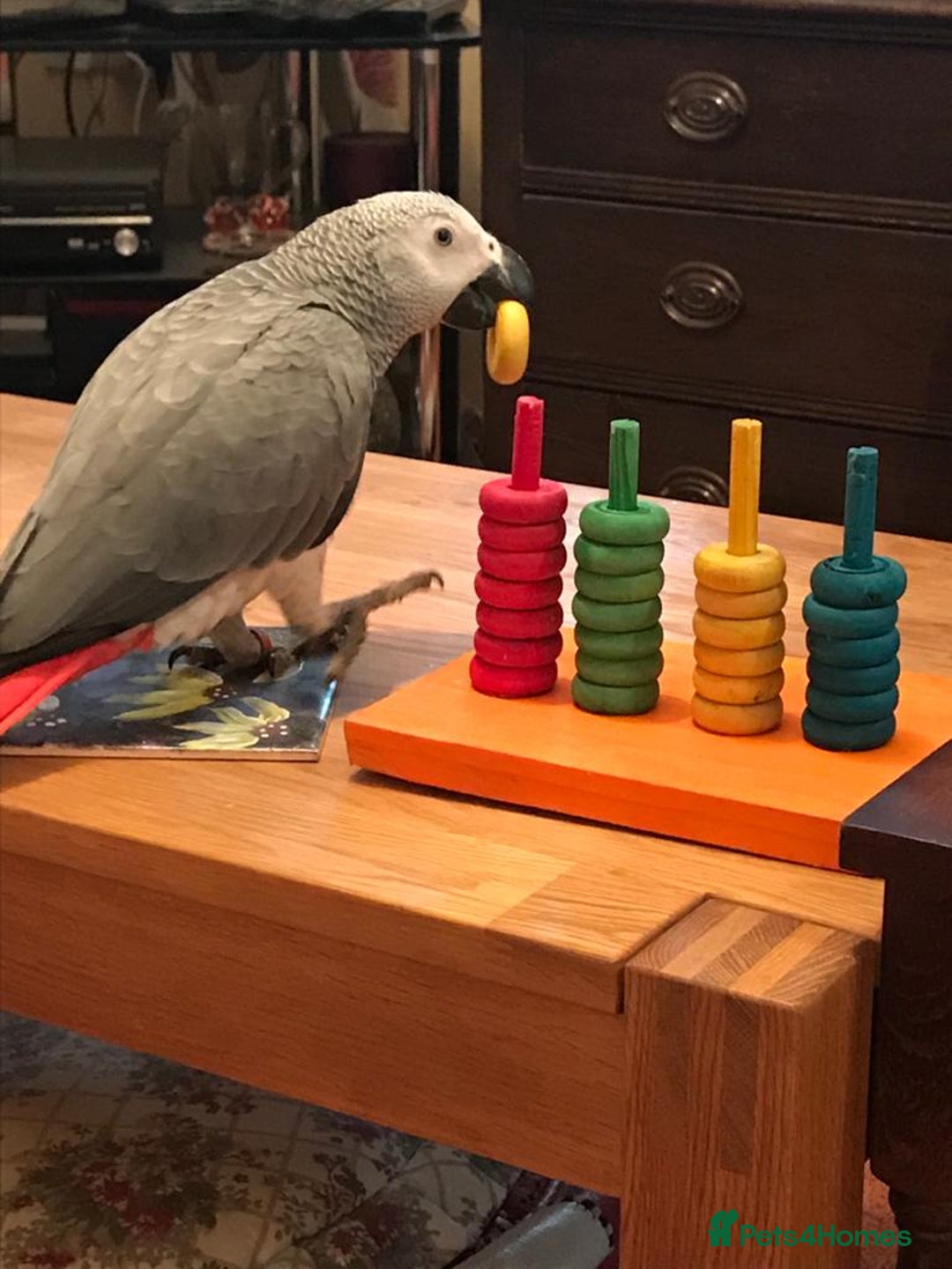 Parrots birds for sale: African Grey Parrot - Image 2