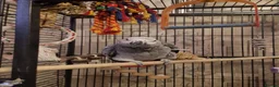 Parrots birds for sale: African gray  - Advert 2