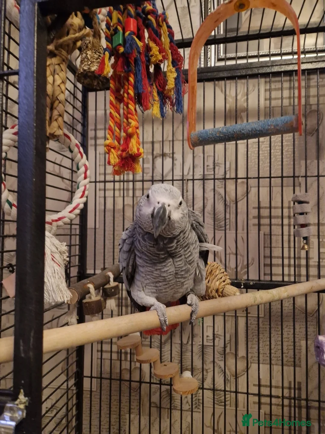 Parrots birds for sale: African gray  - Advert 2