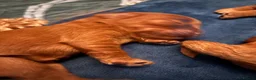 Cavapoo dogs for sale: Cavapoo Puppies - Deposits ready to be taken. - Advert 31