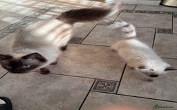 Ragdoll cats for sale: Pure breed Female seal point ragdoll kitten - Image 3