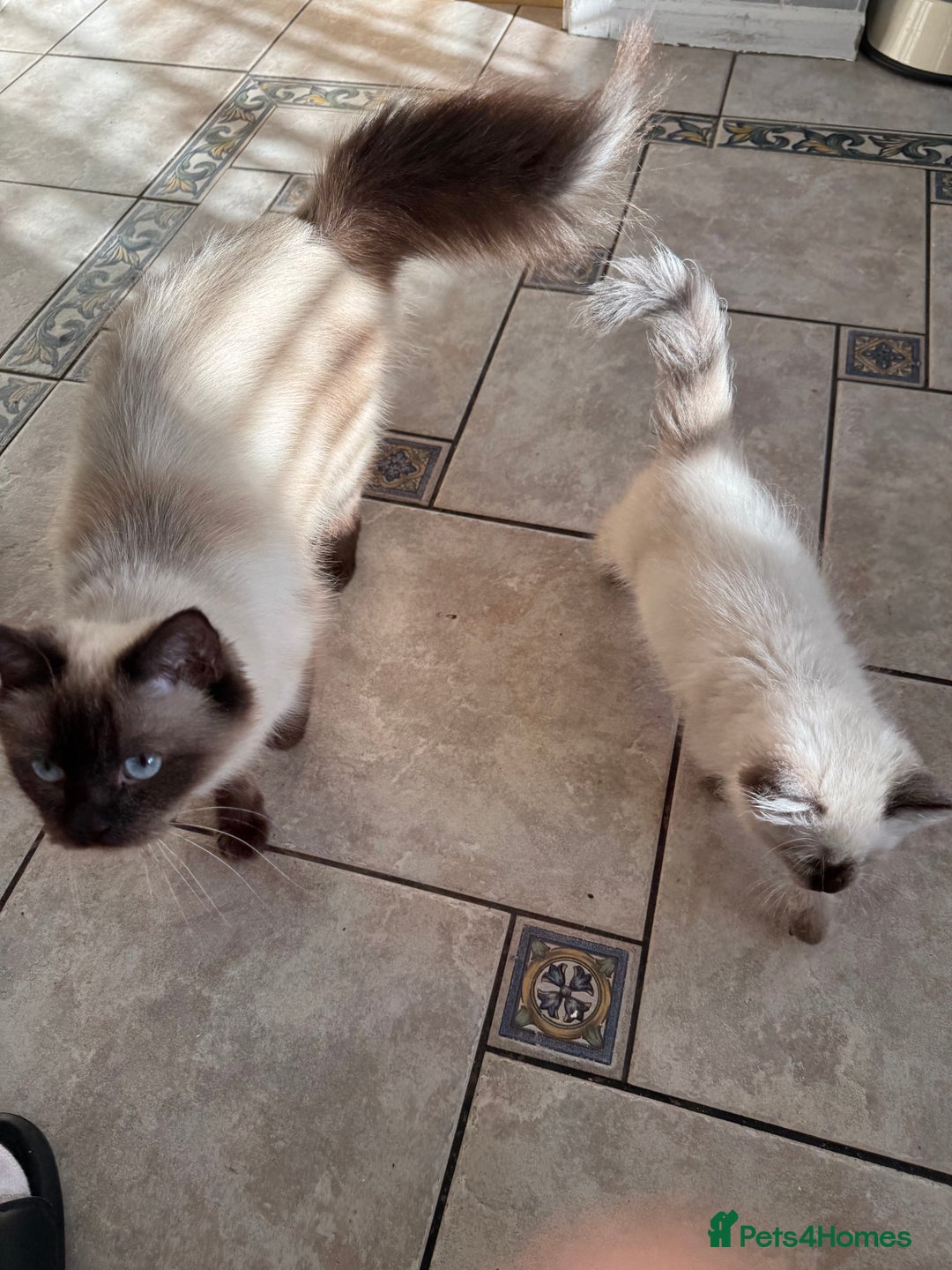 Ragdoll cats for sale: Pure breed Female seal point ragdoll kitten - Image 3