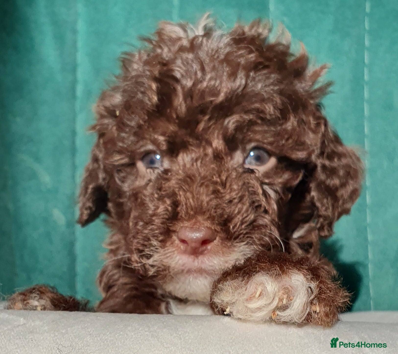 Miniature Poodle dogs Miniature poodle  - Advert 9