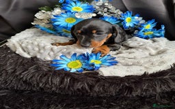 Dachshund dogs for sale: KC registration dachshund  - Image 1