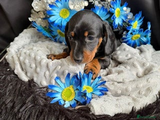 Dachshund dogs for sale - Advert 2