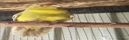 Parrots birds for sale: 5x kakarikis chicks ready now - Advert 13