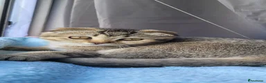 Scottish Fold 2