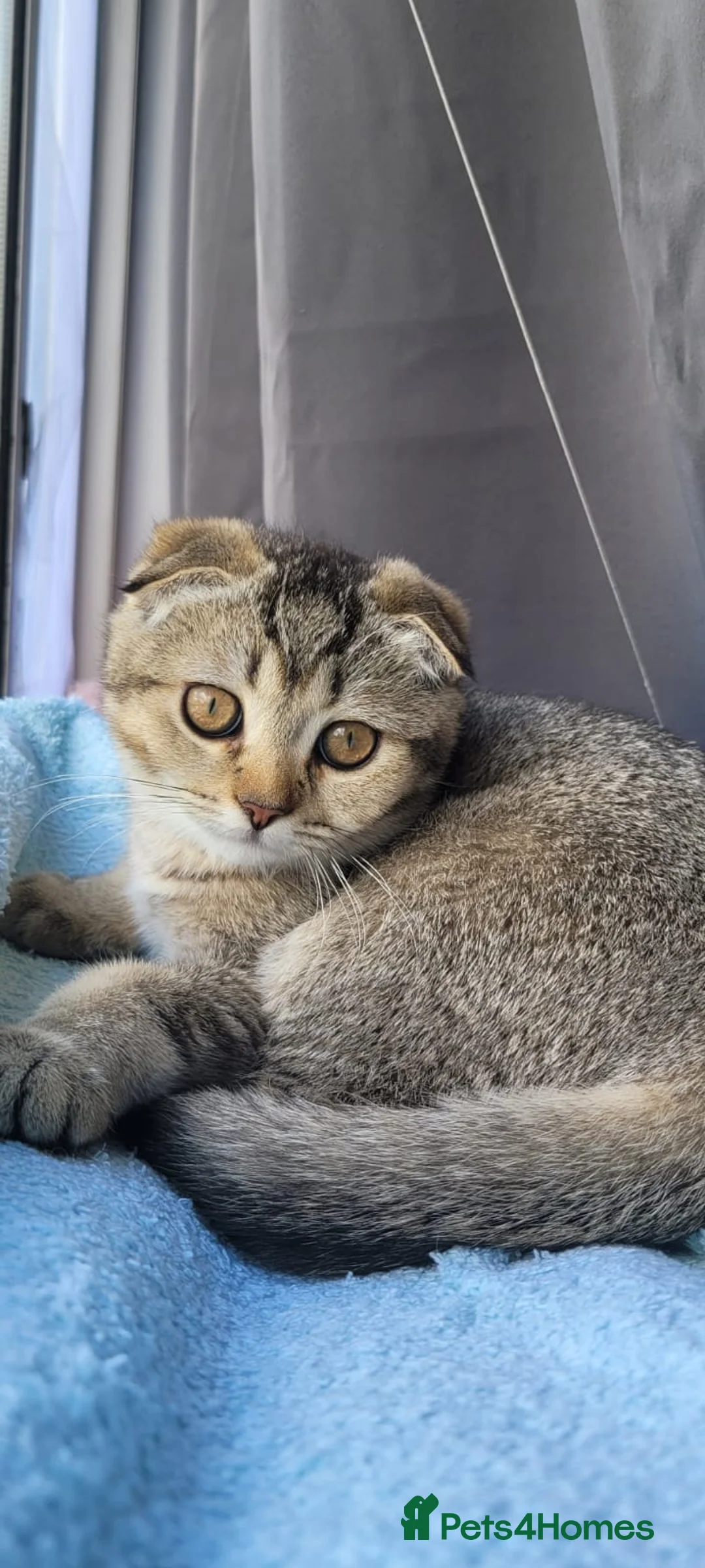 Scottish Fold cats for sale: Lovely female - Advert 2
