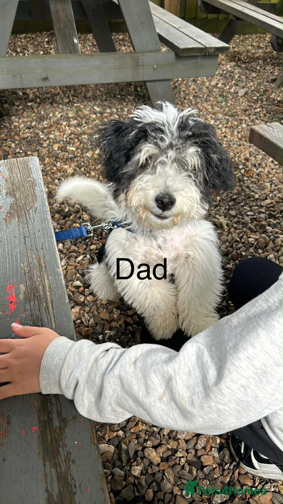 Mixed Breed dogs for sale: AMAZING JR X ZUSCHON PUPS - Advert 8