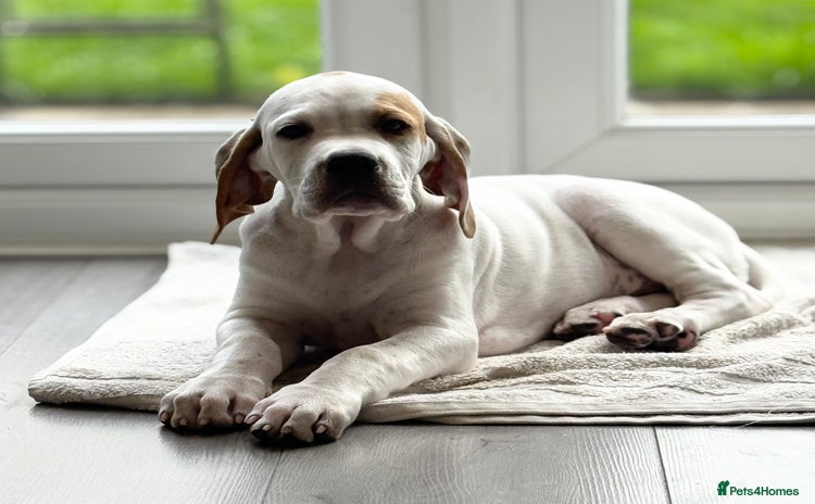 Pointer dogs - Advert 1