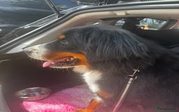 Bernedoodle dogs for sale: 🐾🐶 Stunning chunky bernedoodle babies 🐶🐾 - Image 10