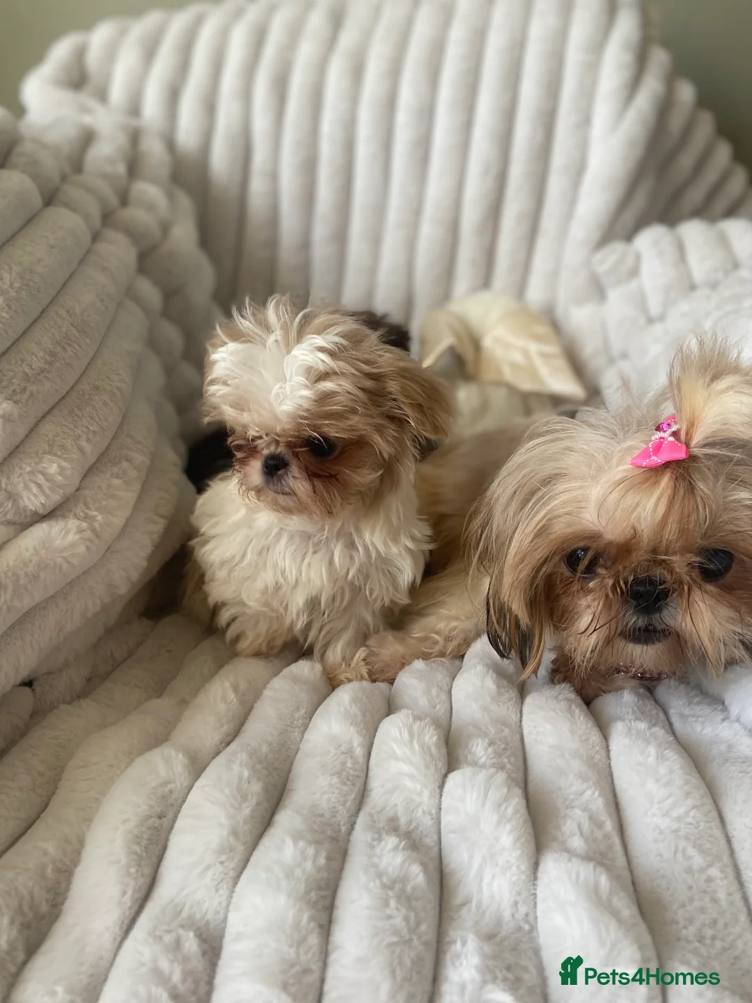 Shih Tzu dogs for sale: Beautiful imperial shihtzu boy pups - Advert 2