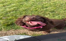 Sprocker dogs for sale: Sprockerspaniel girl age 3 - Image 1