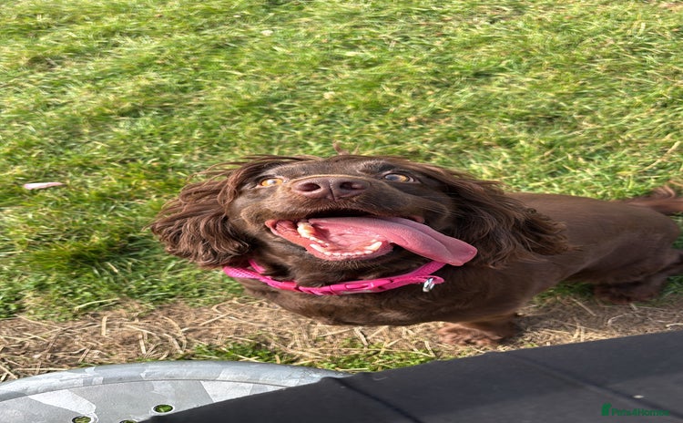 Sprocker dogs - Advert 14