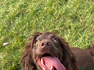 Sprocker dogs - Advert 28