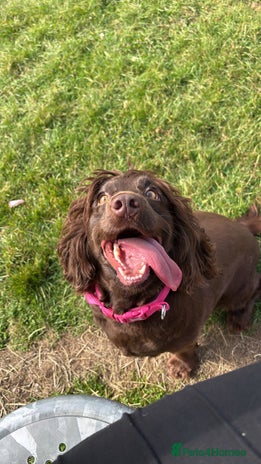 Sprocker dogs - Advert 2