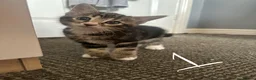 Mixed Breed cats for sale: Beautiful Bengal Cross Kittens - Advert 8
