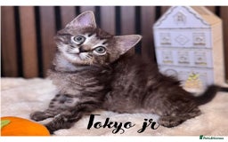 Ragdoll cats for sale: 🌙 Grey Ghost Kittens🎃 – Ragdoll × Tabby 🐾 - Image 12