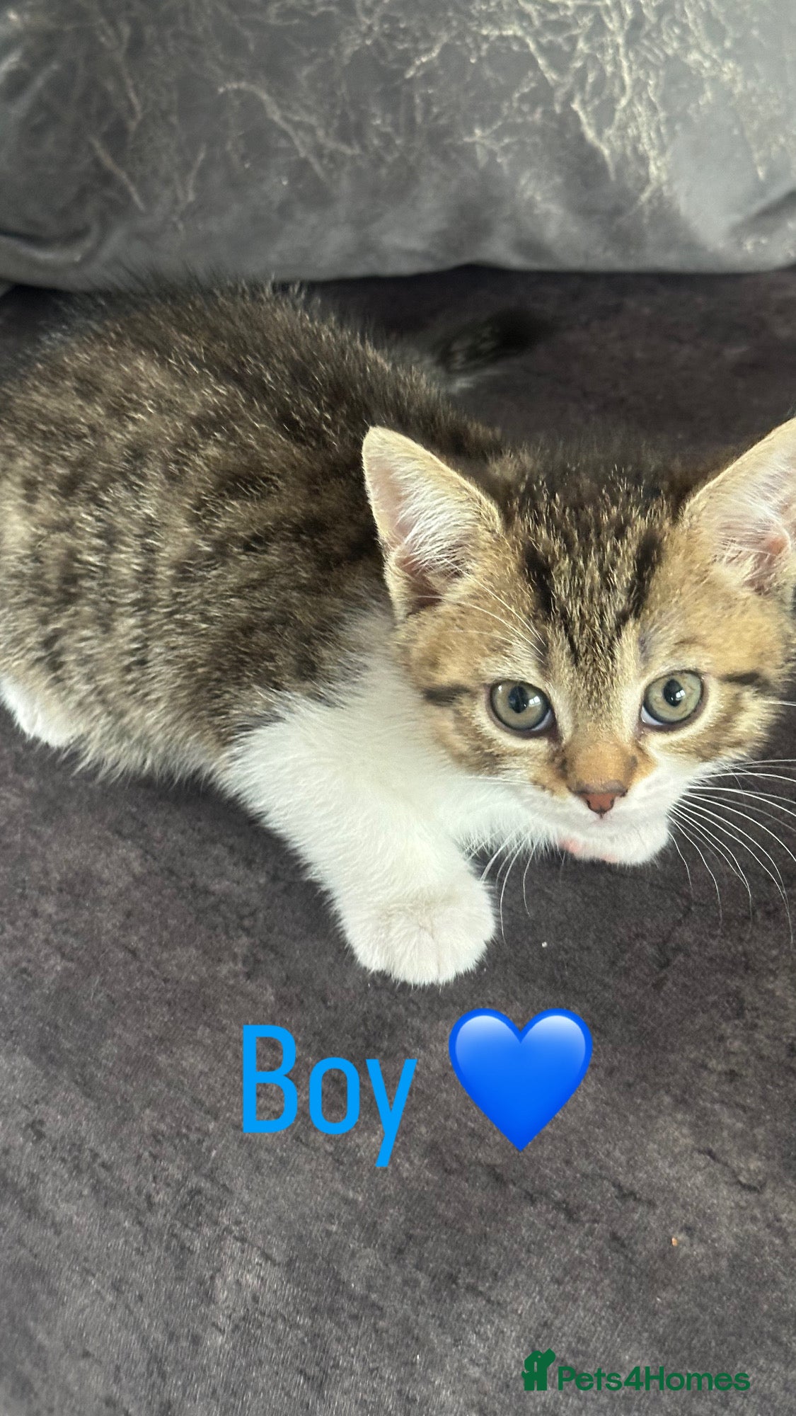 Mixed Breed cats for sale: British Shorthair / Mixed kittens  - Advert 5