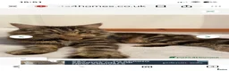 Mixed Breed cats for sale: Mixed breed (mum is a main coon) male kitten  - Advert 2