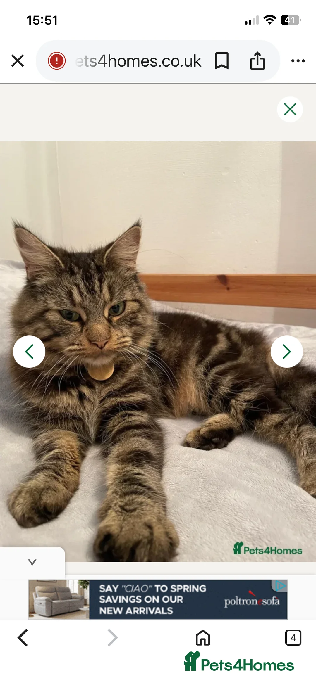 Mixed Breed cats for sale: Mixed breed (mum is a main coon) male kitten  - Advert 2